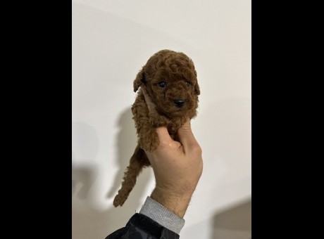 toy pudle 01.jpeg.jpg